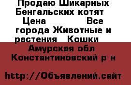 Продаю Шикарных Бенгальских котят › Цена ­ 17 000 - Все города Животные и растения » Кошки   . Амурская обл.,Константиновский р-н